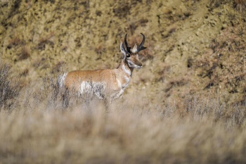 Pronghorn