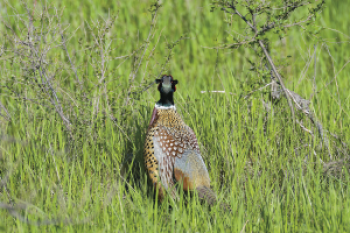 Ring-necked pheasantRing-necked pheasant