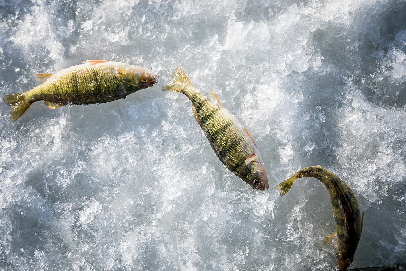 Ice fishing