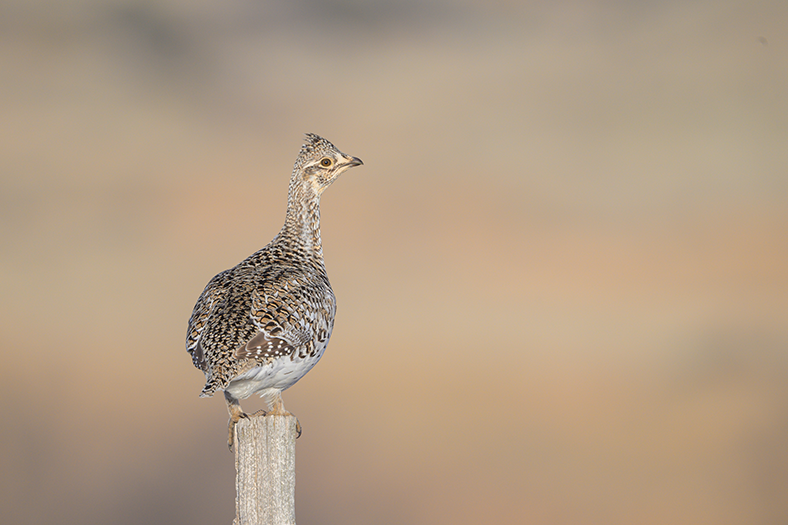 Sharp-tailed grouse