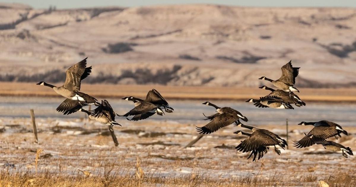 Canada geese