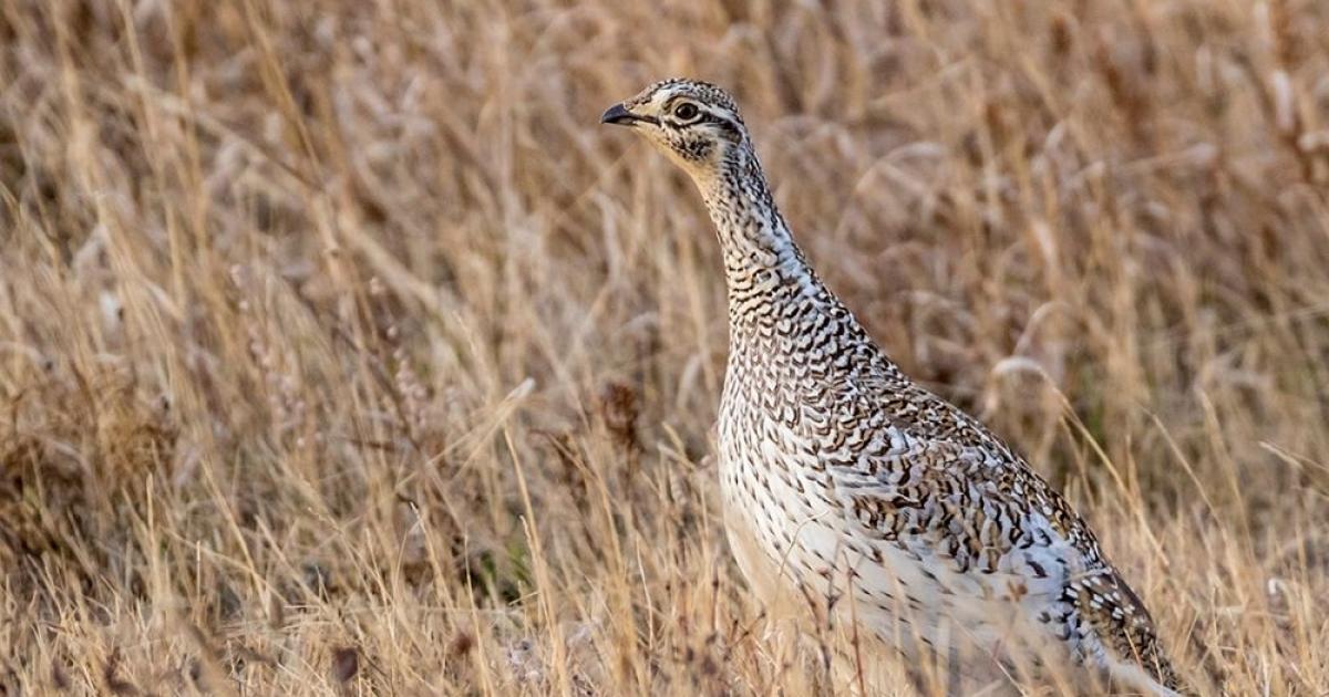 Sharp-tailed grouse