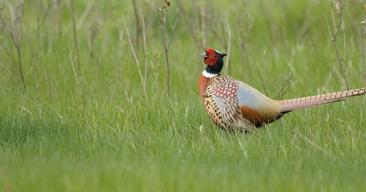 Pheasant
