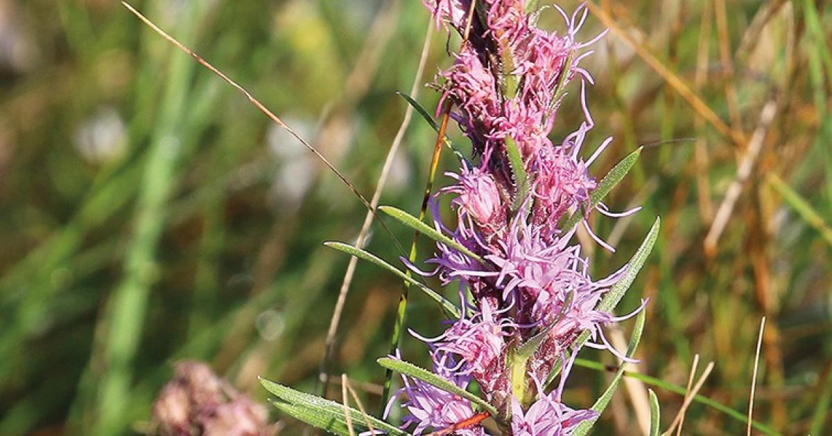 Late-summer wildflowers like prairie coneflower, left, and dotted blazing star, right, add to the beauty of September hunts in North Dakota.