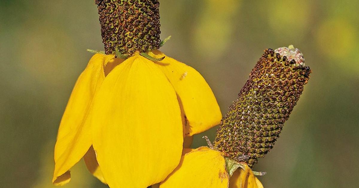 Late-summer wildflowers like prairie coneflower, left, and dotted blazing star, right, add to the beauty of September hunts in North Dakota.