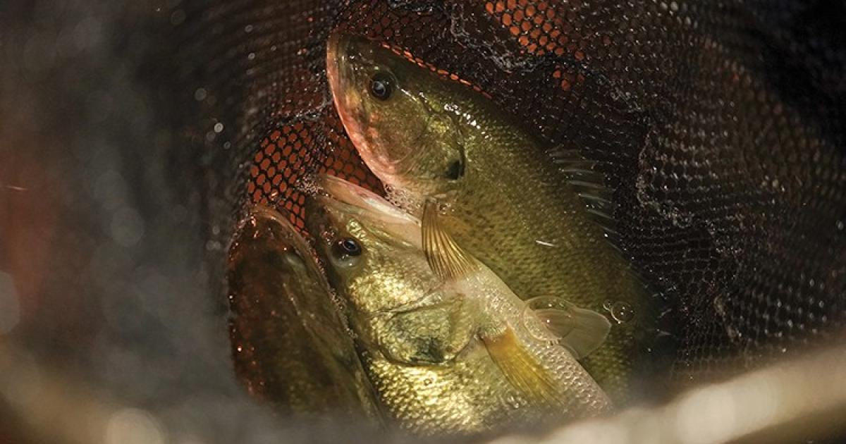 An onboard generator produces electricity that runs to the front of the boat. The electrical field produced goes down about 6 feet into the water. Fish are attracted to the electrical field and are temporarily stunned, allowing fisheries personnel to capture them with long-handled dip nets.