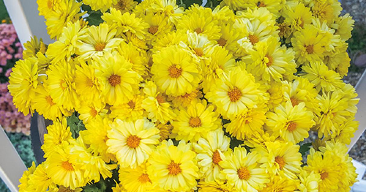 chrysanthemums, or mums