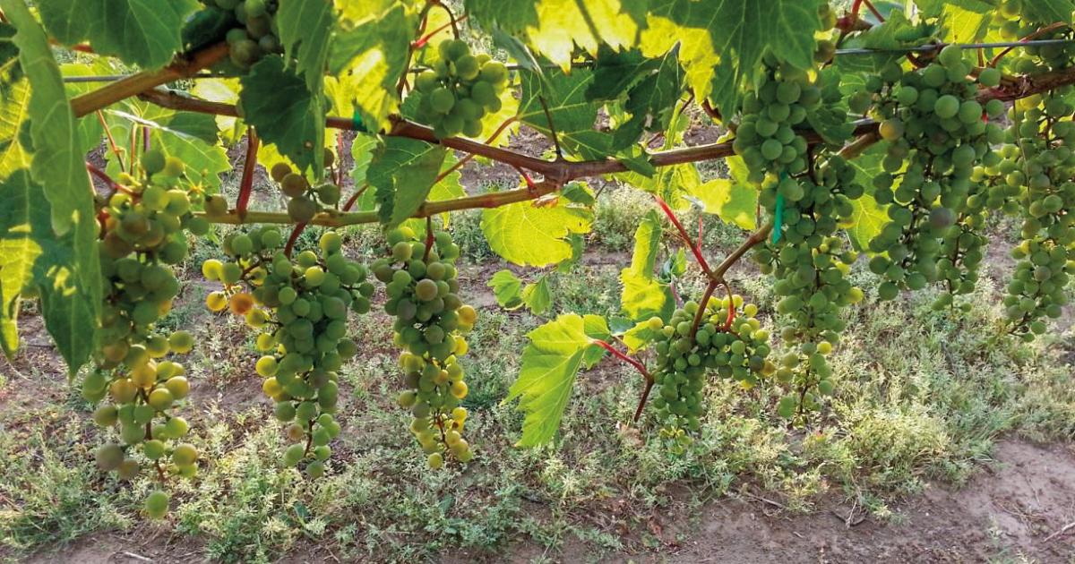 Kevin and Deb Kinzel, top, own and operate Fluffy Fields Vineyard and Winery, southwestern North Dakota's only full-service, year-round winery. Photos courtesy Fluffy Fields