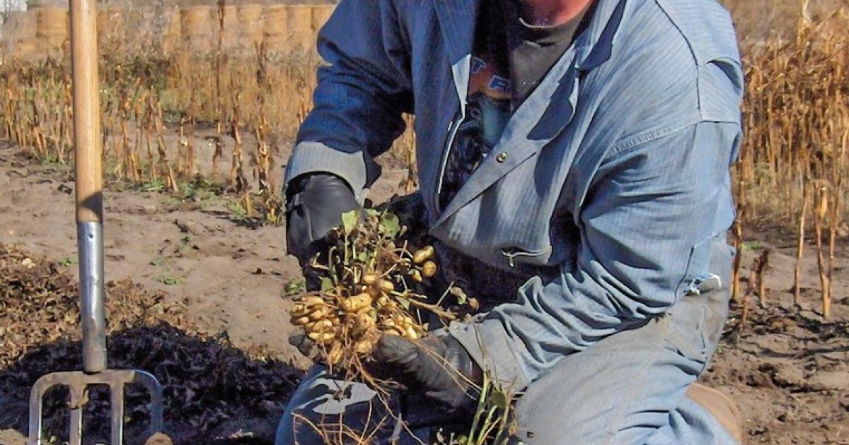 Organic peanuts, from seed to harvest, are grown by Carpio farmer Marvin Baker. Courtesy photos