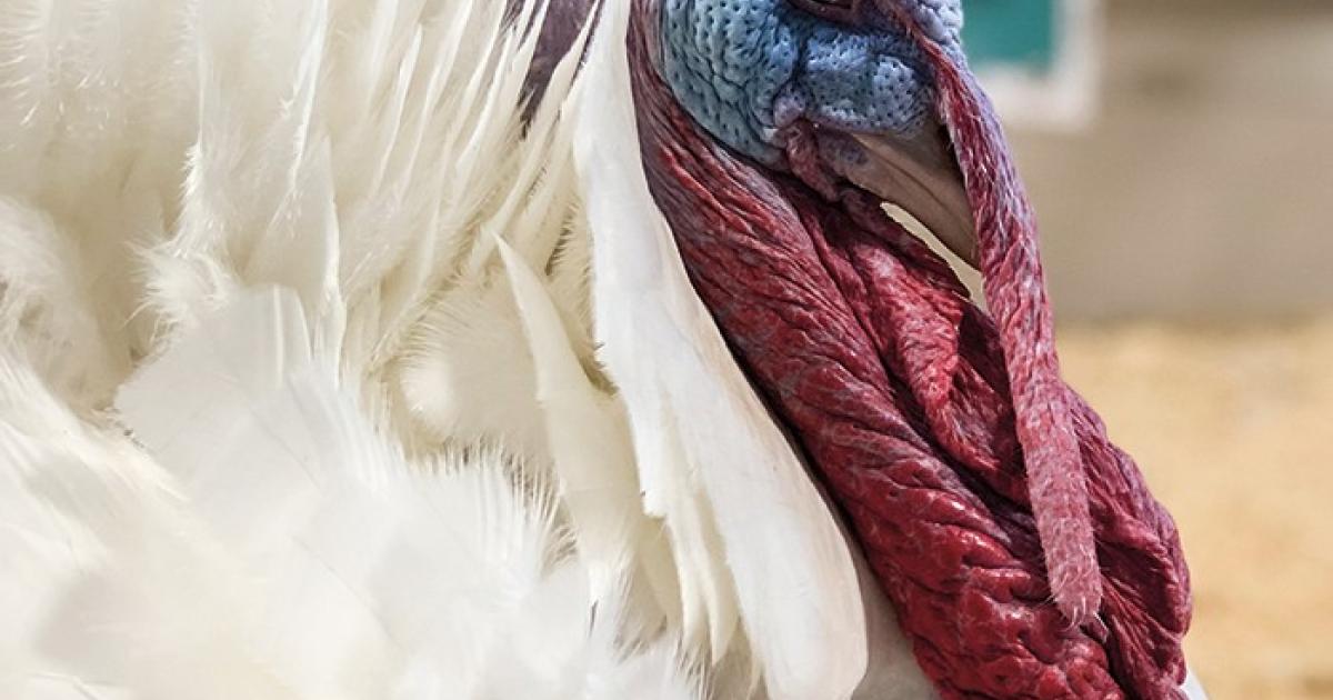 The Red River Valley Fair includes ties to agriculture, with 4-H and FFA exhibits, as well as the Ag Education Center which allows families to learn about the region’s crops and livestock. Courtesy Photo