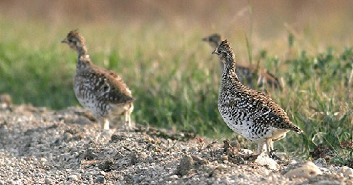 grouse