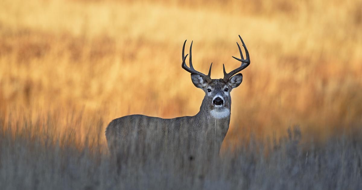 whitetail