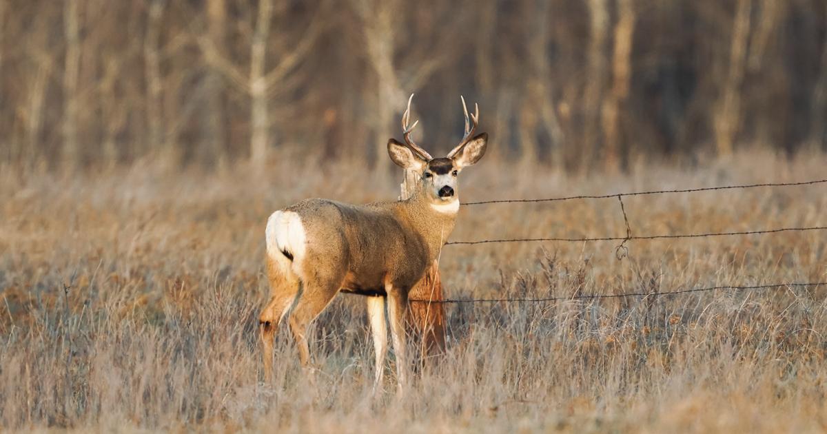 Muke deer