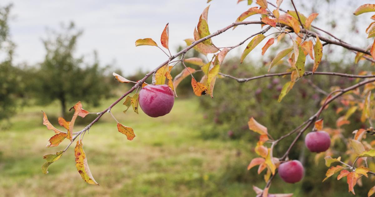 apple tree