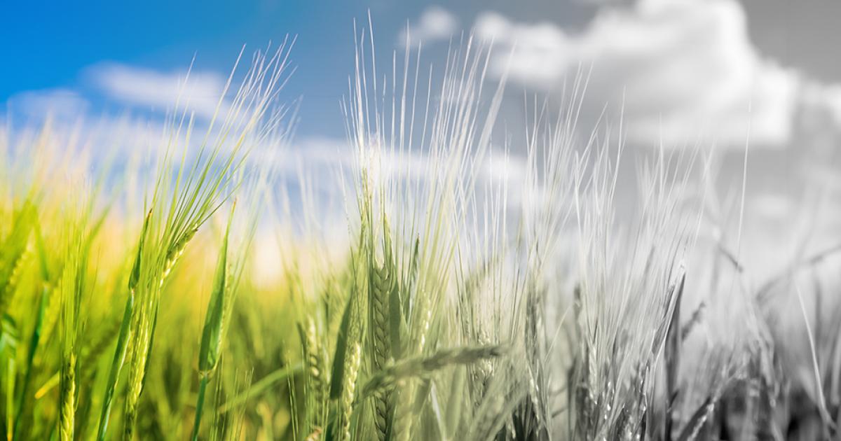 wheat field