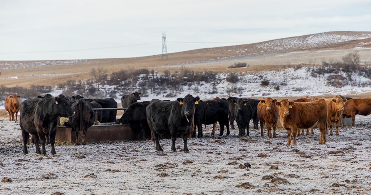 cow