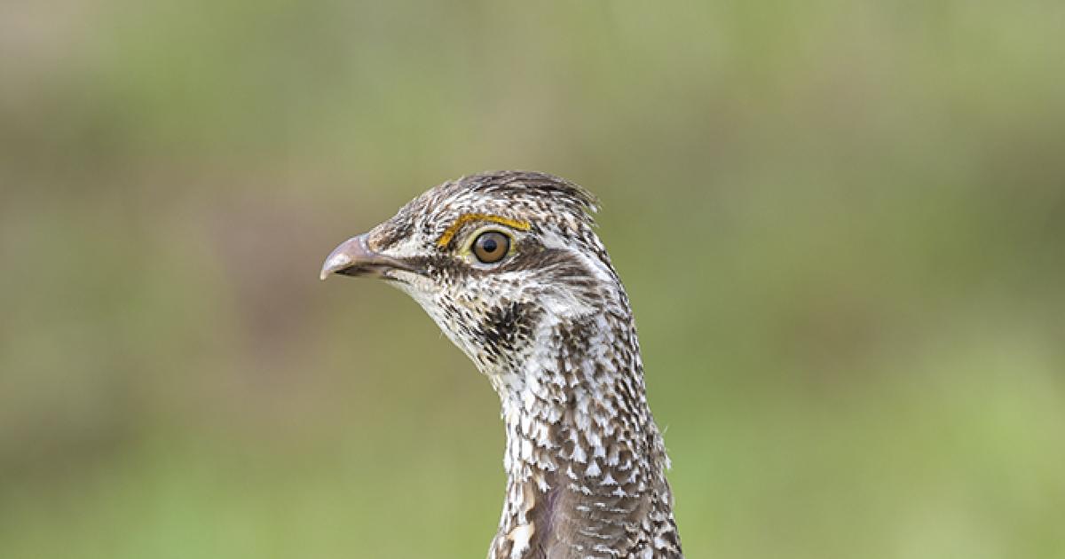 Sharp-tailed grouse