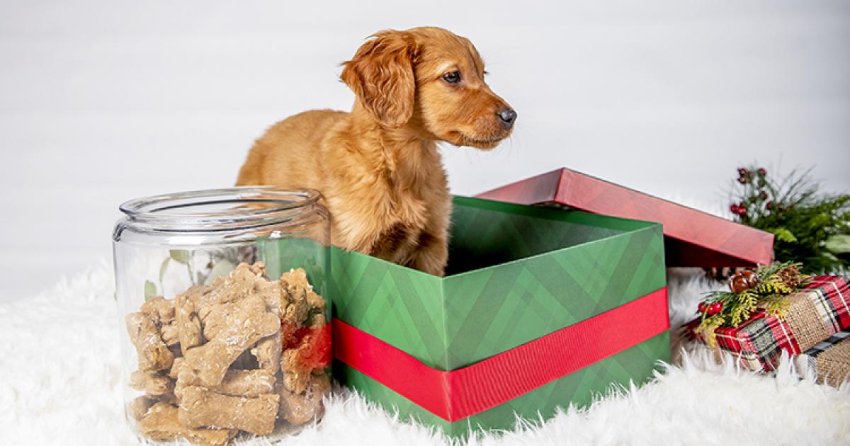 Dog Treats (for the dog!)