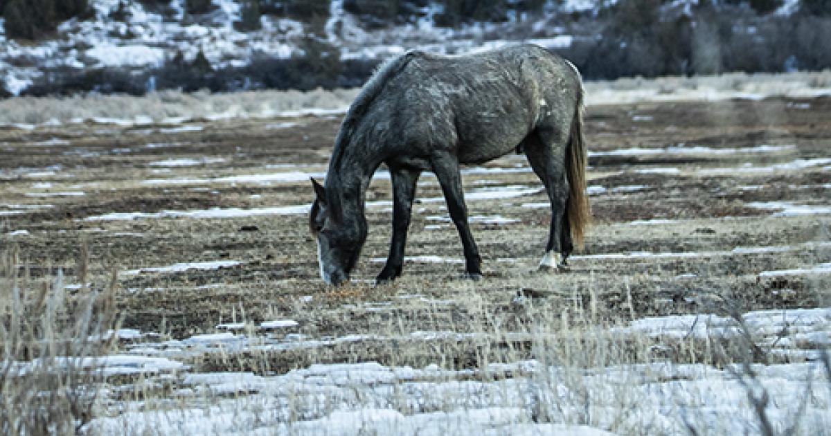 wild horse