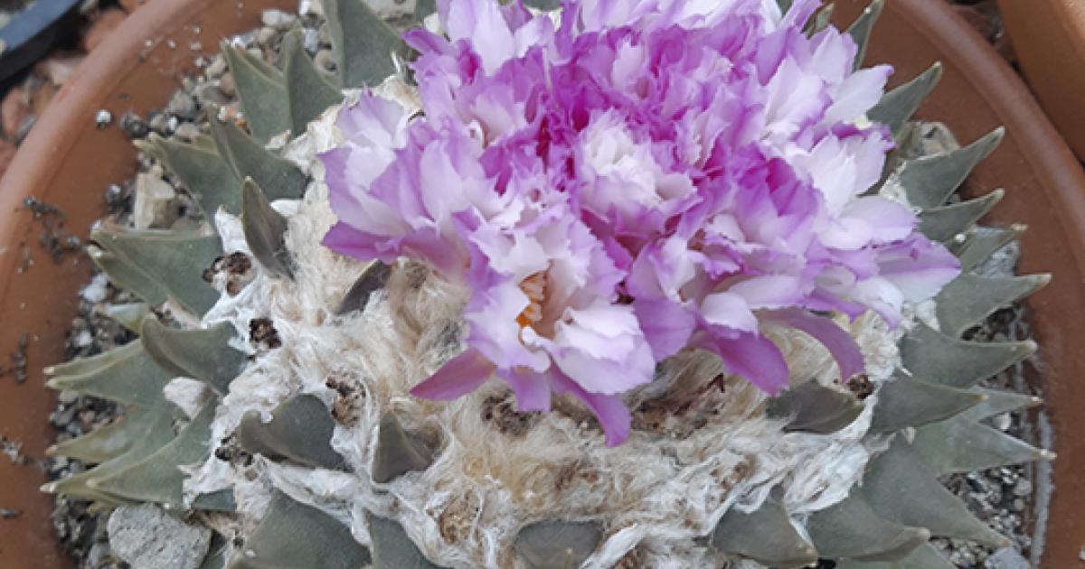 Ariocarpus retusus