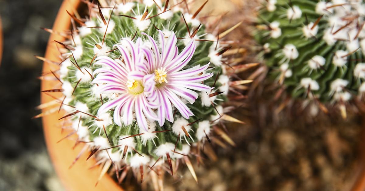 The conservatory is most colorful between March and July, which is peak flowering season, and is home to one of the world’s most diverse indoor collections of cacti and succulents.