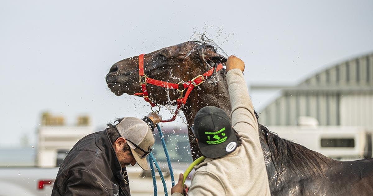 Horse relay revival