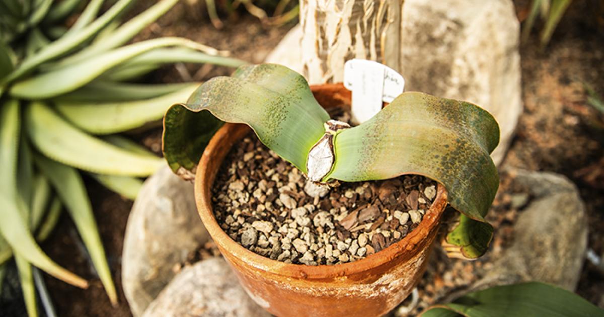 Welwitschia mirabilis