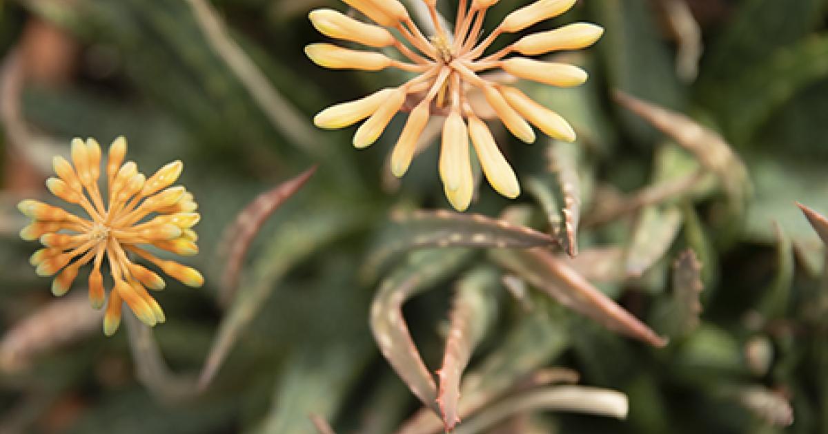 The conservatory is most colorful between March and July, which is peak flowering season, and is home to one of the world’s most diverse indoor collections of cacti and succulents.