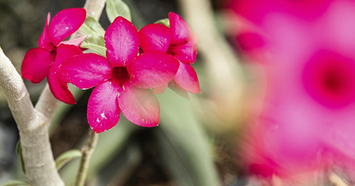 The conservatory is most colorful between March and July, which is peak flowering season, and is home to one of the world’s most diverse indoor collections of cacti and succulents.