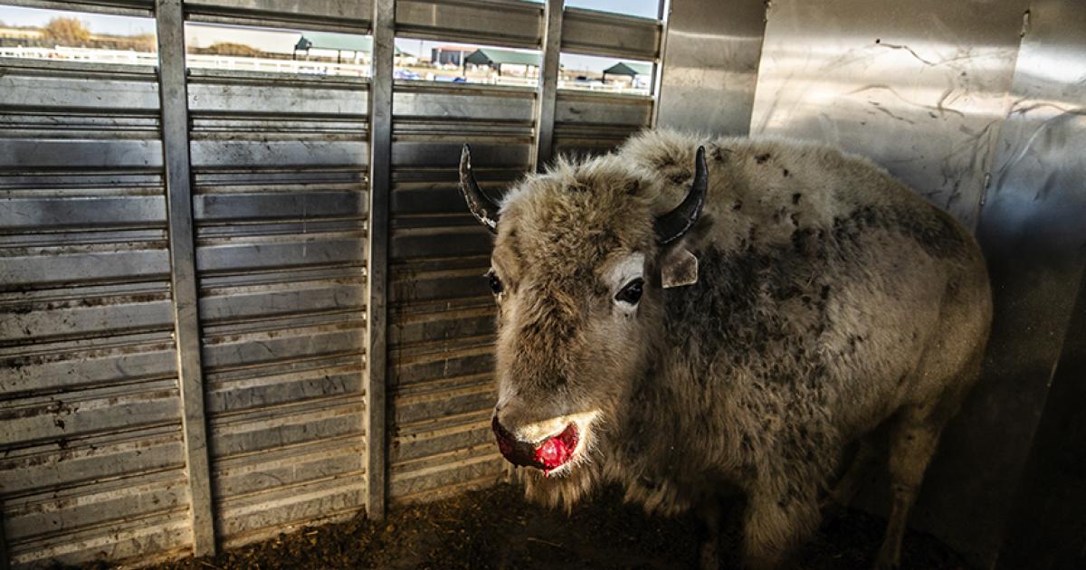 white bison calf