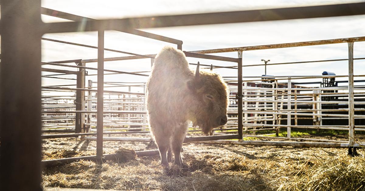 white bison
