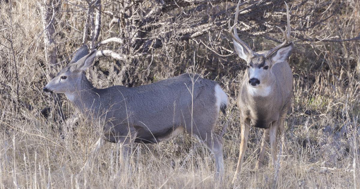 Mule deer