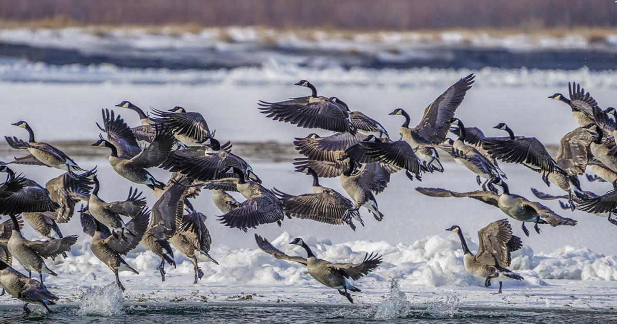 Canada geese