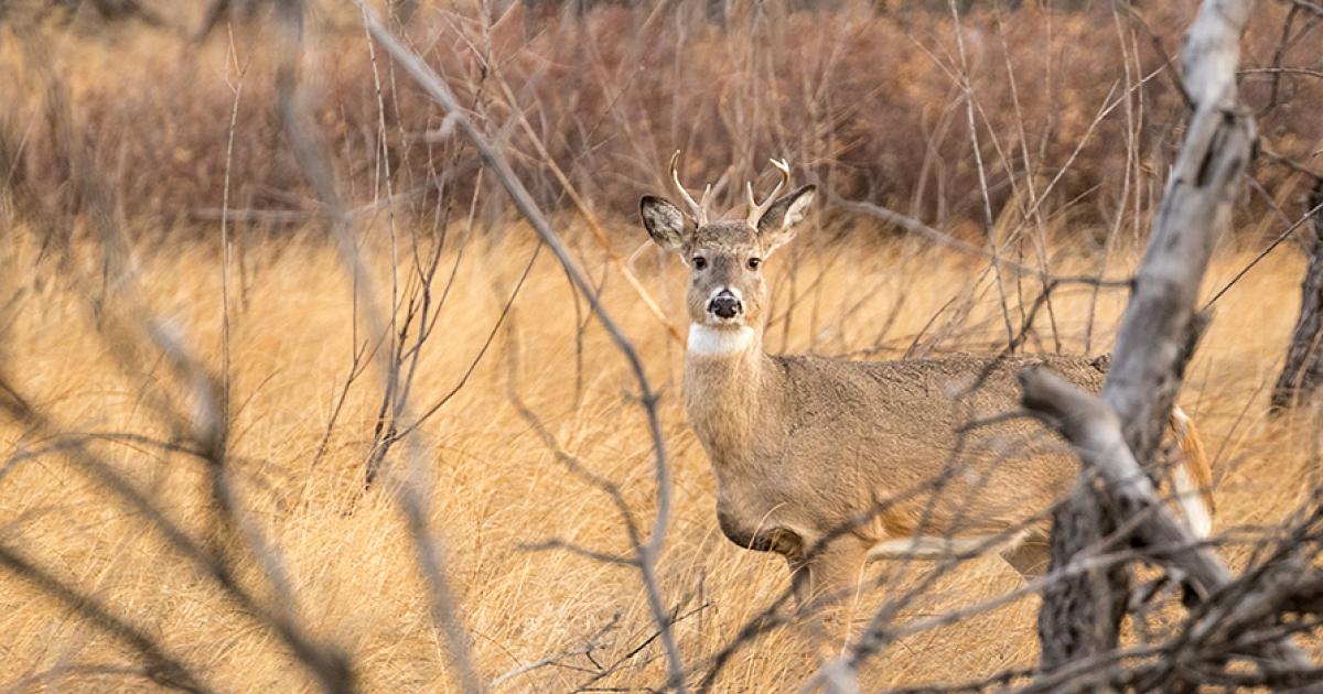 White-tailed deer