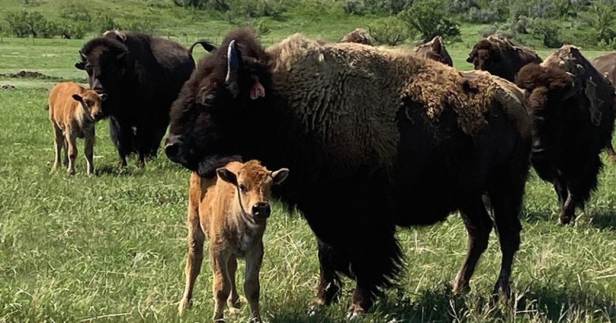 Indian Springs Bison raises about 35 cow/calf pairs, and feeds about 400 head of bison.