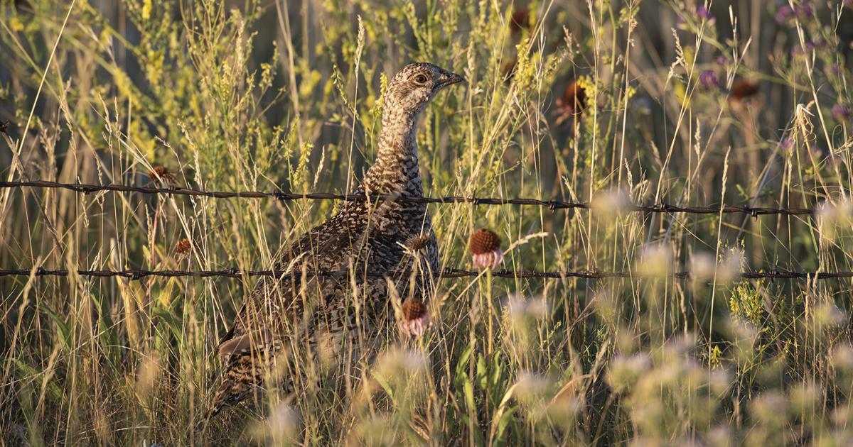 Sharp-tailed grouse