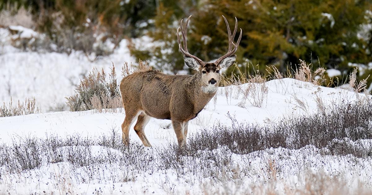mule deer
