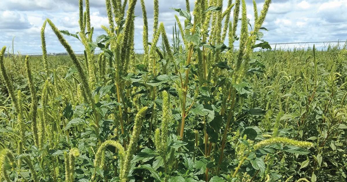 PALMER AMARANTH