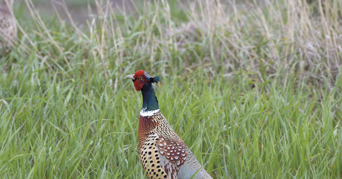 Ring-necked pheasant