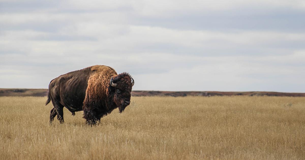bison