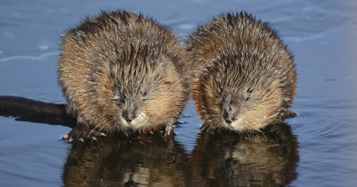 Muskrat