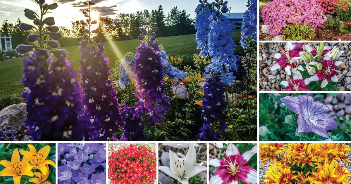 A wide variety of hardy perennial plants do well in North Dakota. Some popular local perennials include: asters, chrysanthemums, coneflowers, daylilies, hostas, peonies and sedum. Visit www.perennialresource.com(link is external) for more information about perennials that may be suitable for your garden.  Photos by NDAREC/Clarice L. Kesler