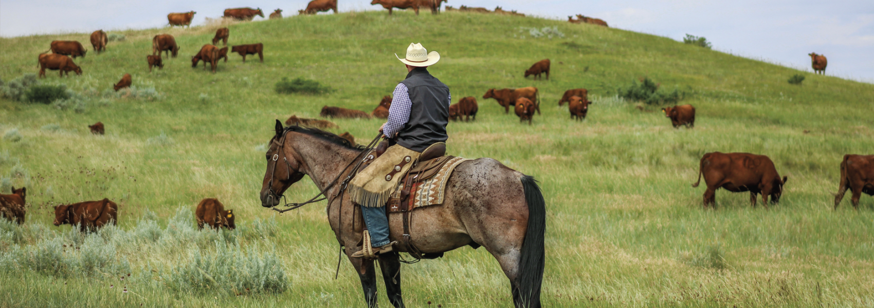 rancher