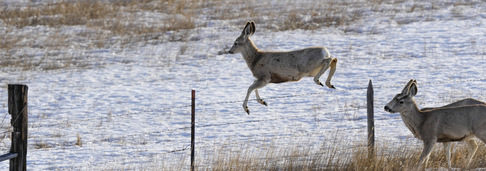 2023 Hunting Outlook