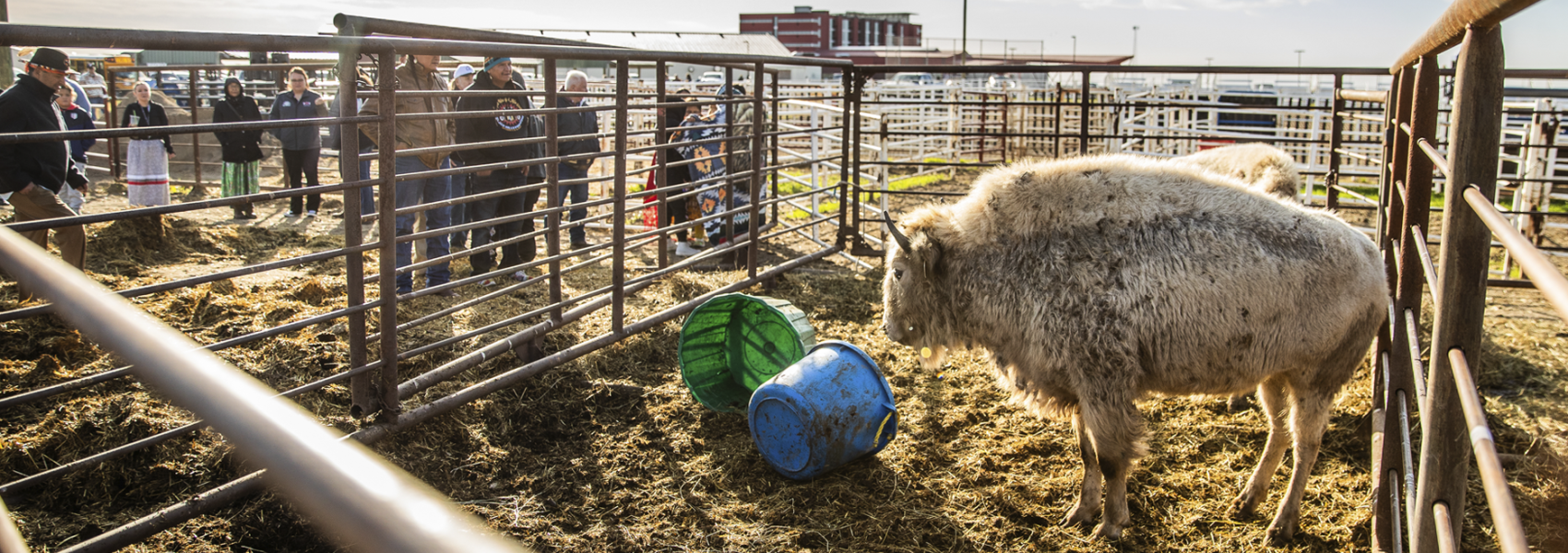 white bison