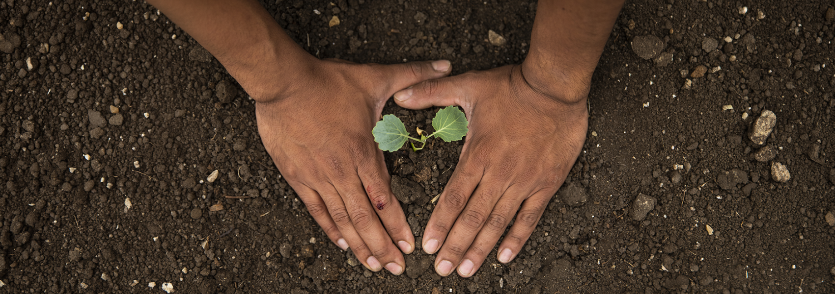 Homegrown hope