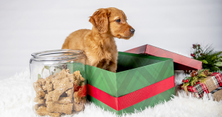 Dog Treats (for the dog!)